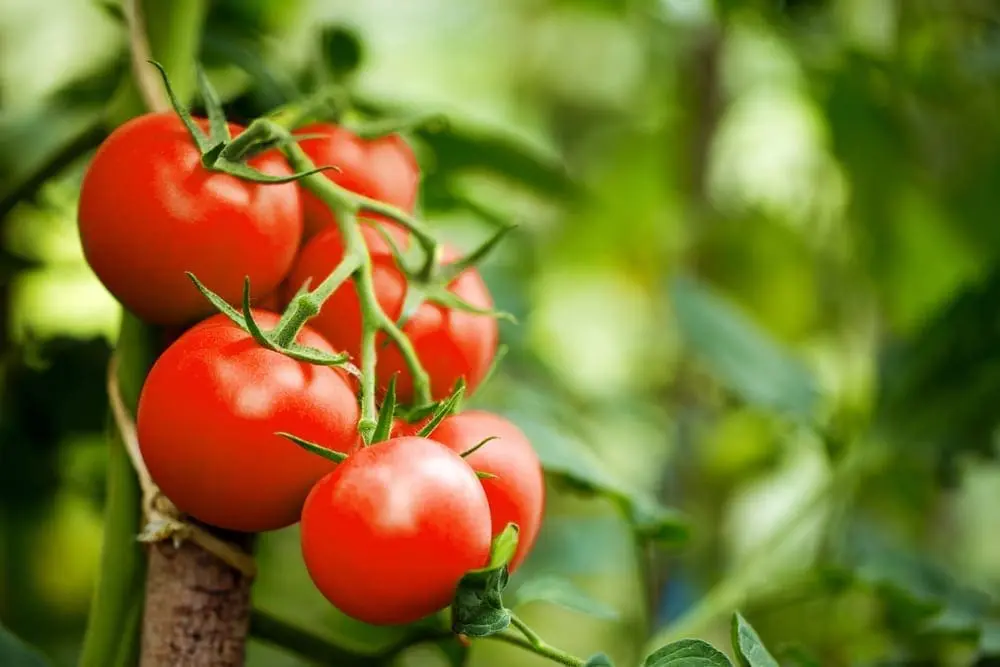 Tomates