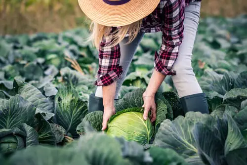 Grow your own fruits and veg