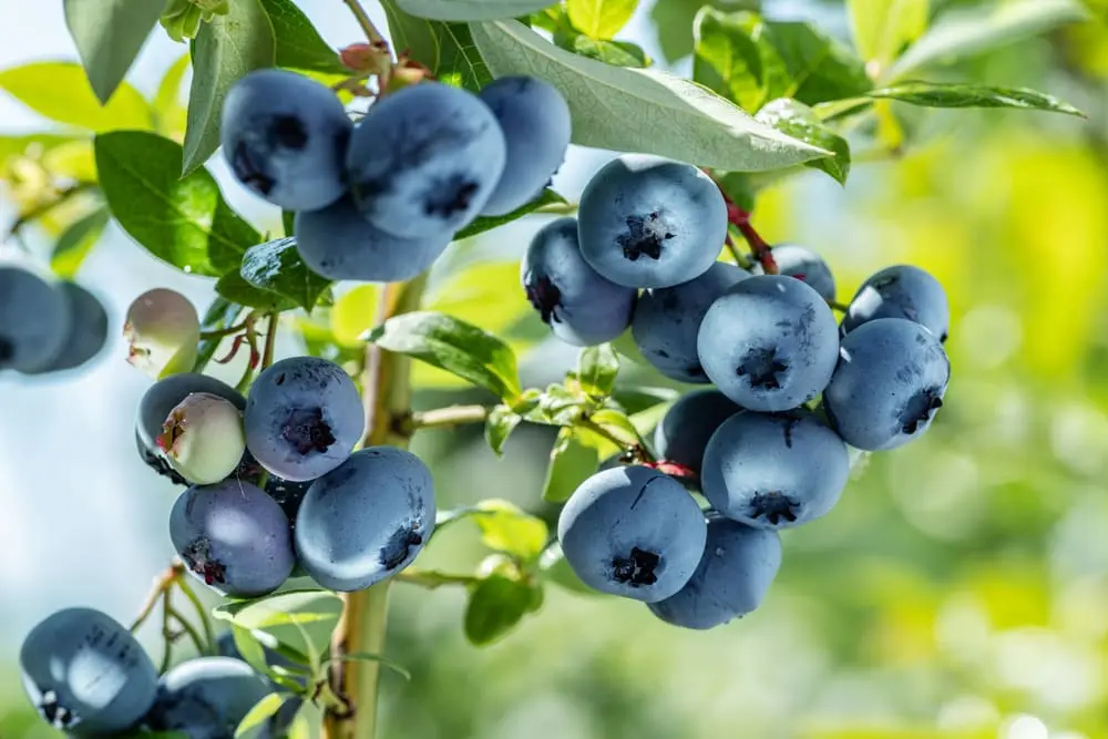 Nutrición con arándanos