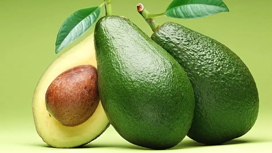 Avocado LP