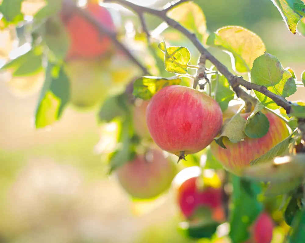 Las manzanas favorecen un sistema inmunológico sano
